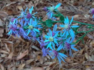 purple asters with yellow centres, glowing in the November light