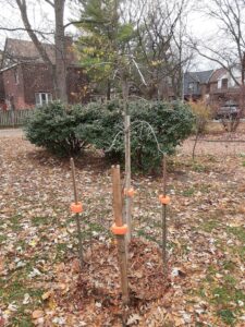 A young bur oak, staked and fenced for protection in a public park