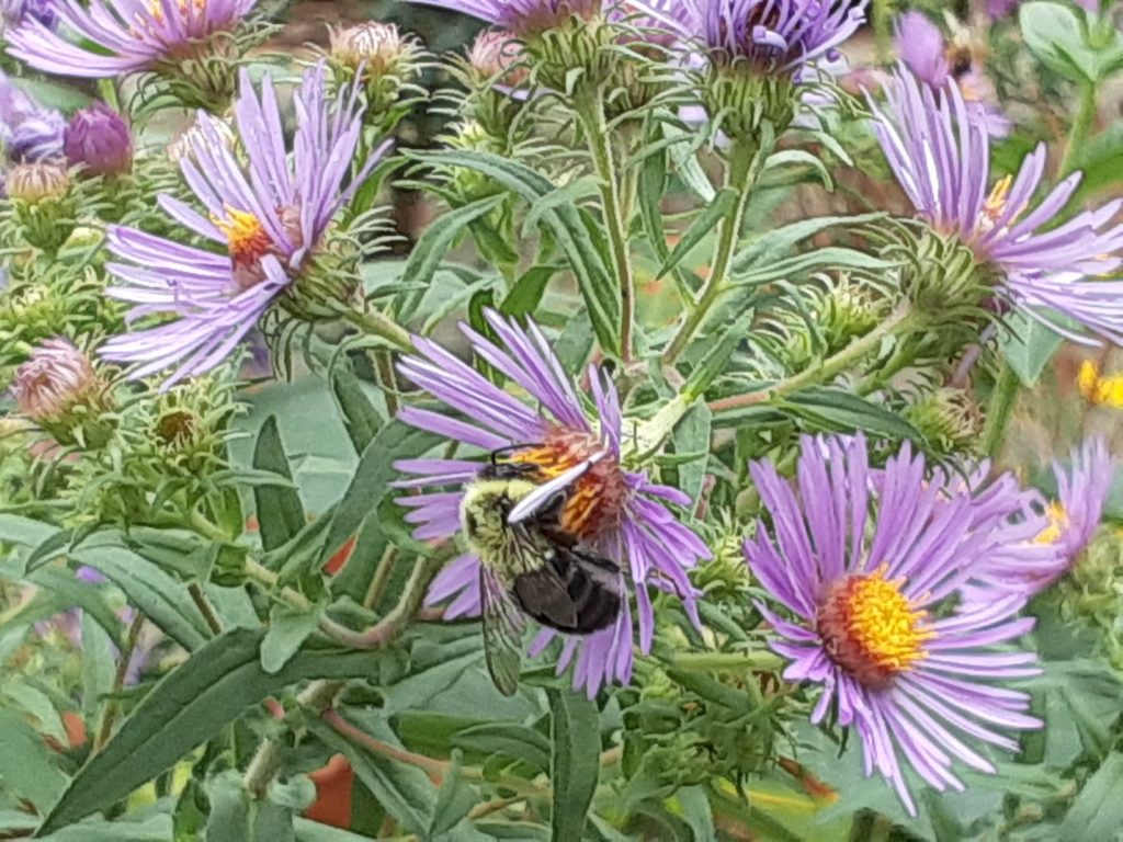 flowering aster with bumblebee