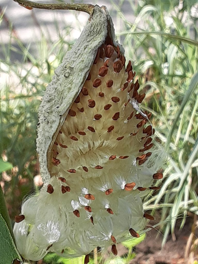 exquisite milkweed pod