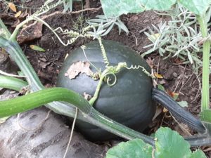 squash plant losing its gourd