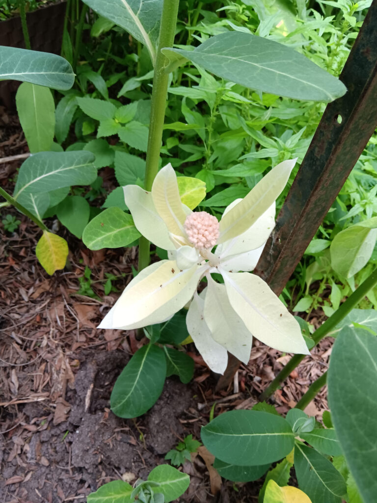 albino milkweed