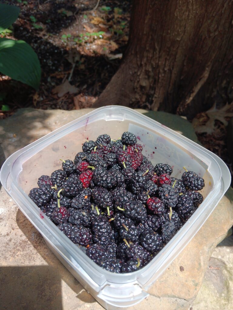 A tub of mulberries, freshly picked.