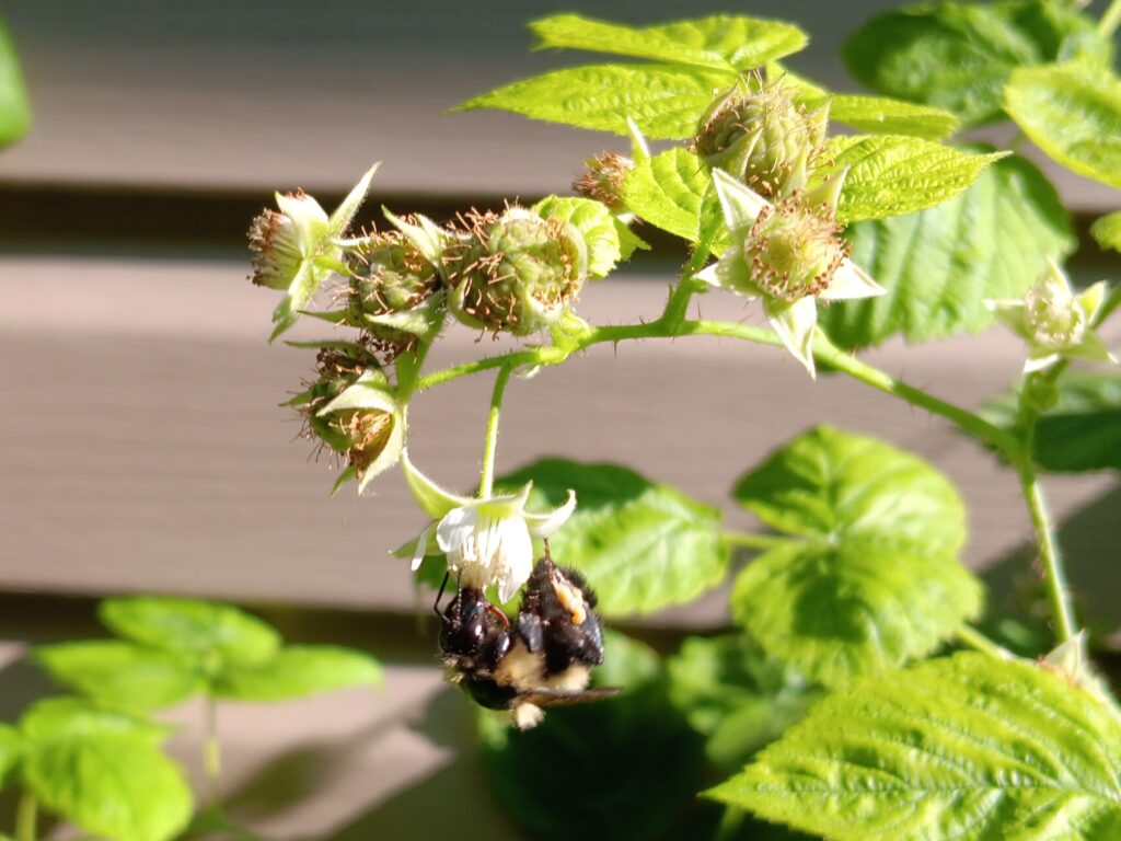 Wild bumblebee pollinating raspberry blossoms on 1 July 2025, Toronto, Canada.