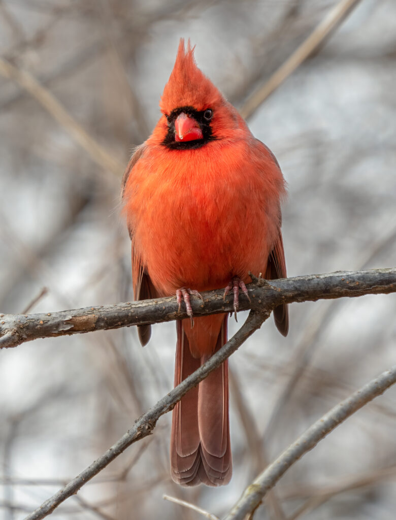 northern cardinal