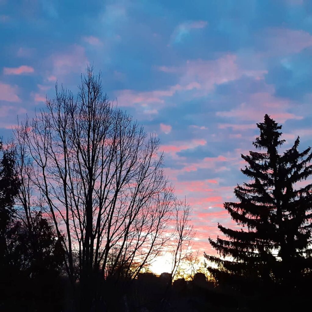 winter sunrise, showing hues of blue and pink silhouetting bare oak and a tall spruce or fir